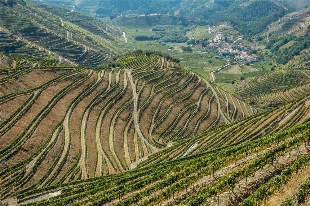 Vino de Portugal
